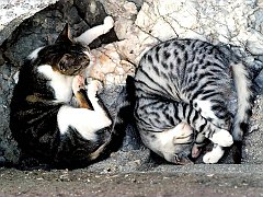 Gatti (184)